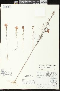 Agalinis purpurea var. purpurea image