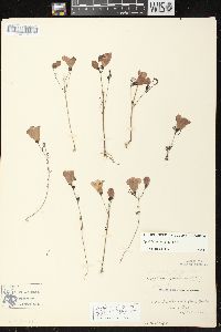 Agalinis purpurea var. purpurea image