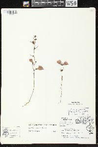 Agalinis purpurea image