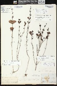 Agalinis purpurea image