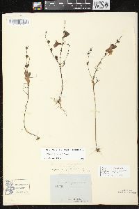 Agalinis purpurea var. purpurea image