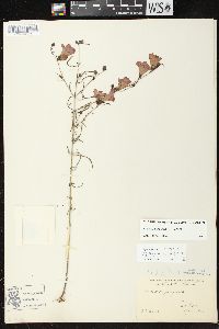 Agalinis purpurea var. purpurea image