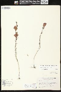 Agalinis purpurea var. purpurea image