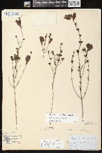 Agalinis purpurea var. purpurea image