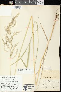 Calamagrostis canadensis var. canadensis image