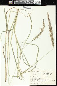 Calamagrostis canadensis var. canadensis image