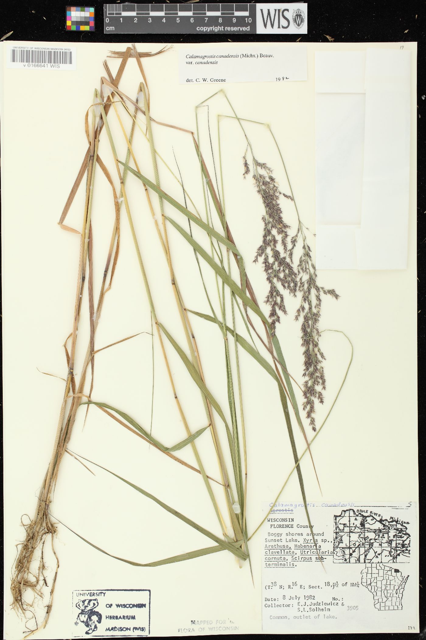 Calamagrostis canadensis var. canadensis image