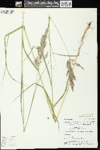 Calamagrostis canadensis var. canadensis image