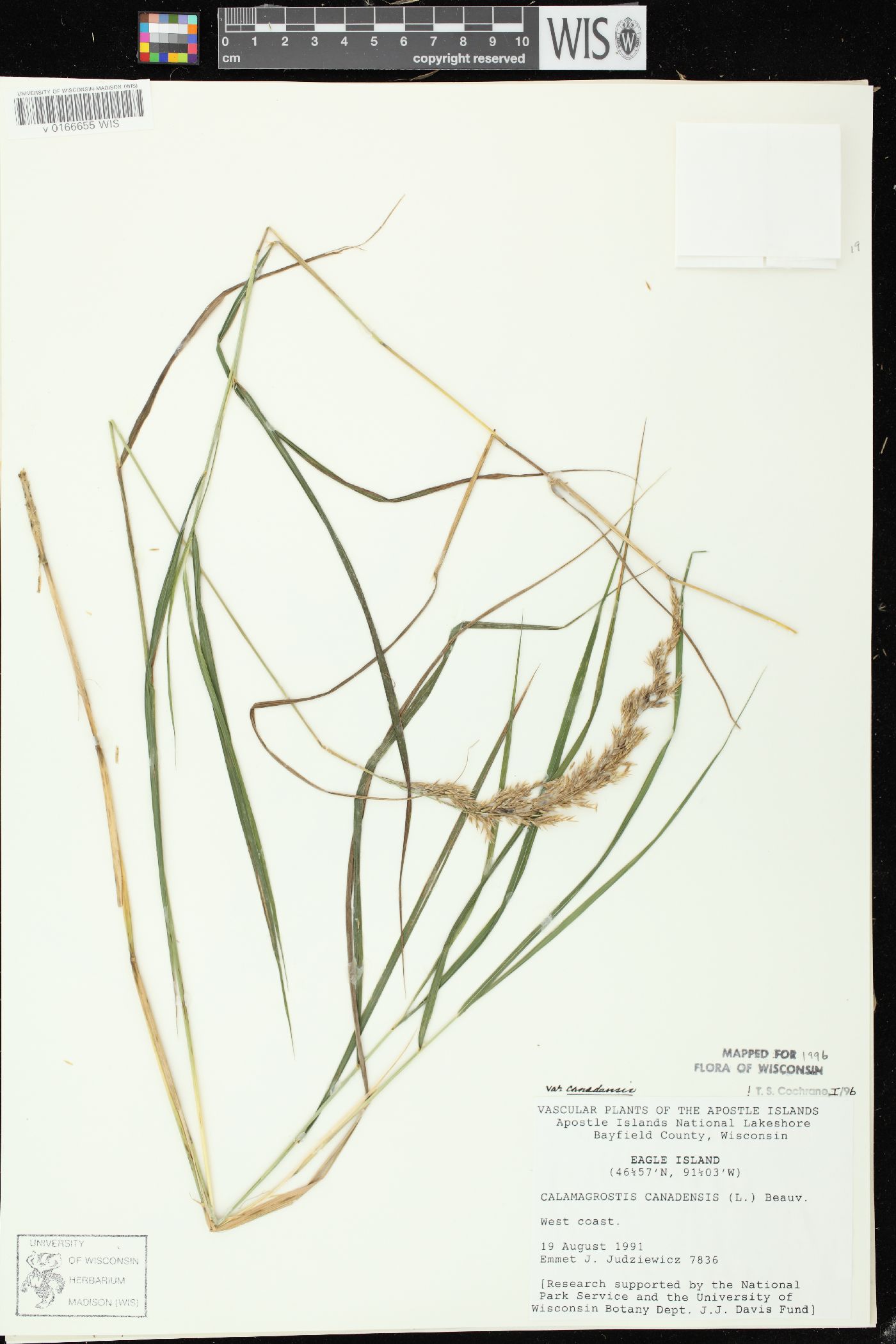 Calamagrostis canadensis var. canadensis image