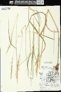 Calamagrostis canadensis var. canadensis image