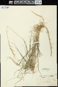 Calamagrostis canadensis var. macouniana image
