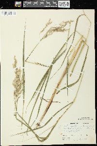 Calamagrostis canadensis var. canadensis image