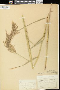 Calamagrostis canadensis var. canadensis image