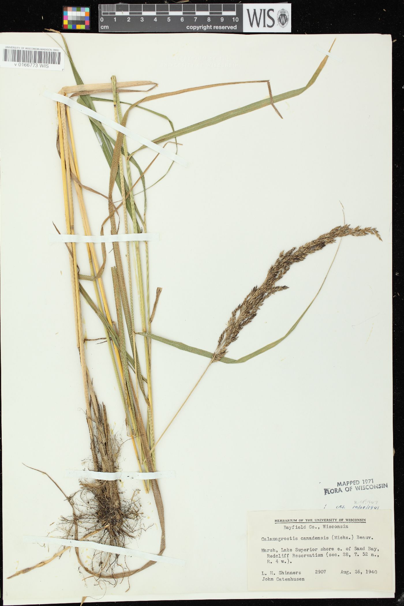 Calamagrostis canadensis var. canadensis image