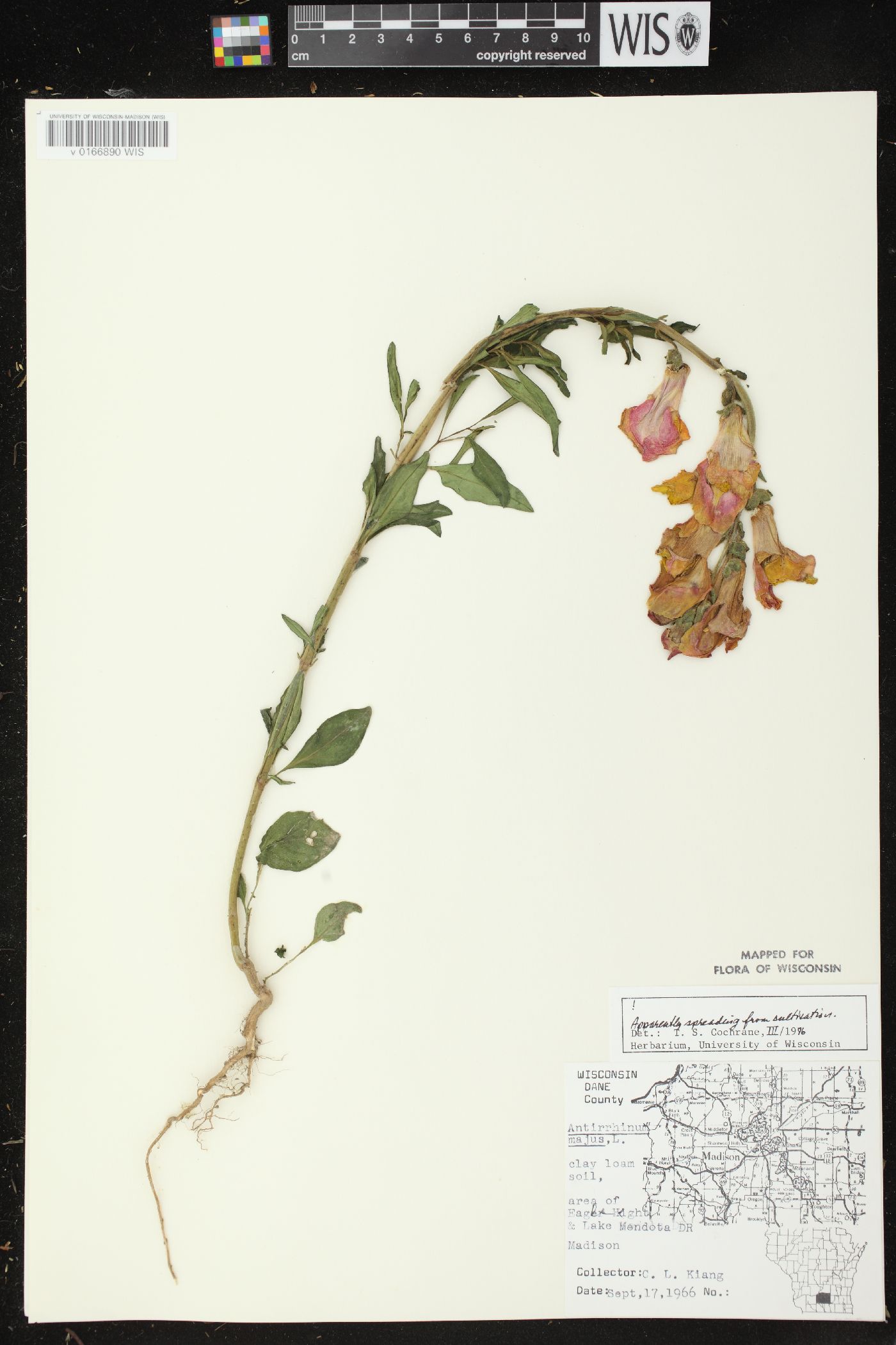 Antirrhinum majus image