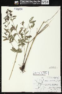 Aureolaria grandiflora image