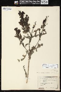 Aureolaria grandiflora var. pulchra image