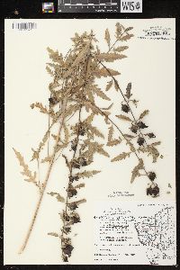 Aureolaria grandiflora var. pulchra image