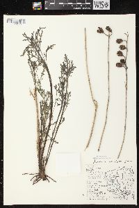 Aureolaria grandiflora image