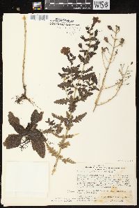 Aureolaria pedicularia image