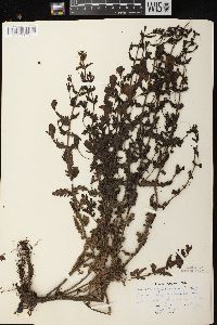 Aureolaria pedicularia image