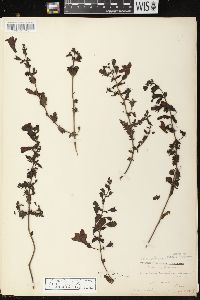 Aureolaria pedicularia image