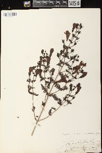 Aureolaria pedicularia image