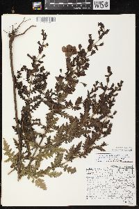 Aureolaria pedicularia image