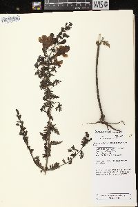 Aureolaria pedicularia image