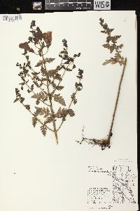 Aureolaria pedicularia var. ambigens image