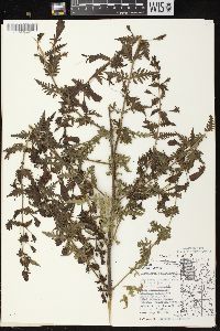 Aureolaria pedicularia var. ambigens image