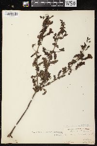 Aureolaria pedicularia var. ambigens image