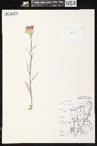 Castilleja coccinea image