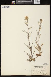 Castilleja coccinea image