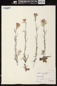 Castilleja coccinea image