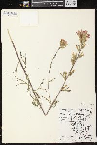 Castilleja coccinea image