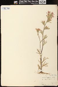 Castilleja coccinea image