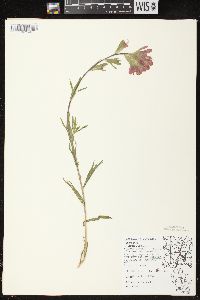 Castilleja coccinea image