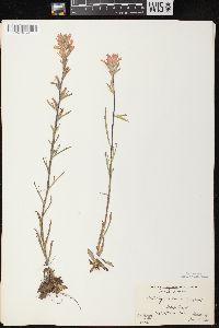 Castilleja coccinea image