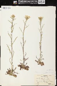 Castilleja coccinea image