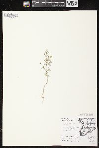 Chaenorhinum minus image