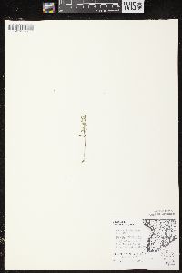 Chaenorhinum minus image