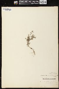 Chaenorhinum minus image