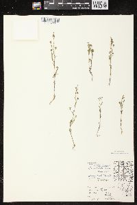 Chaenorhinum minus image