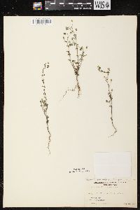 Chaenorhinum minus image