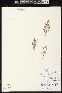 Chaenorhinum minus image