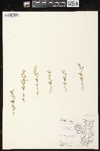 Chaenorhinum minus image