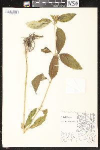 Image Associated With the Occurence