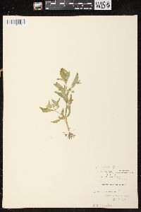 Gratiola neglecta image