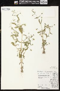 Gratiola neglecta image